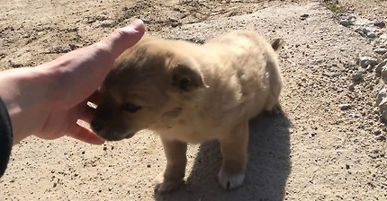 [강아지] 엄마가 낯선사람 보면... | 인스티즈