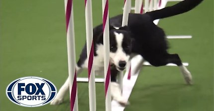 입떡벌어지는 도그쇼 보더콜리 | 인스티즈