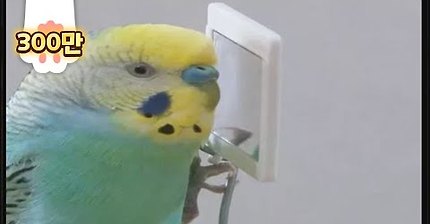 샤워 싫다고"추워 그만해"외치는 앵무새 | 인스티즈