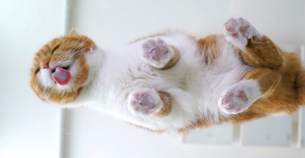 당신의 핸드폰 액정을 핥아주는 고양이 | 인스티즈