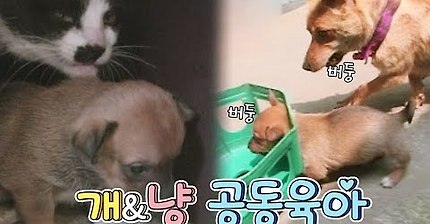 멍이와 낭이의 공동육아 흡 ㅠㅠ | 인스티즈