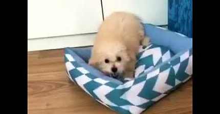 노래 부르는 주인 VS 못 들어주겠다는 강아지 | 인스티즈