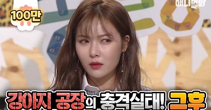 강아지 공장의 충격실태 | 인스티즈