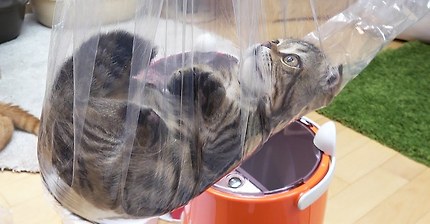 고양이를 납치하는 방법 [크림약국]