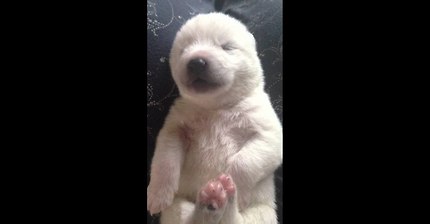 잠꼬대하는 아기댕댕이 ㅋㅋ | 인스티즈