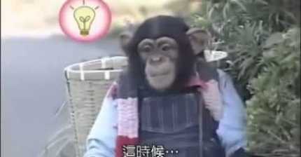 길가다 무서운 개를 만났을때 | 인스티즈