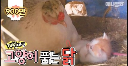 계란 대신 새끼 고양이를 품는 닭 | 인스티즈