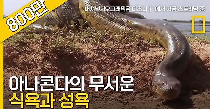 아나콘다의 미친 성욕.jpg (뱀주의) | 인스티즈