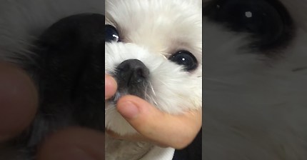 댕댕이의 무서운 이빨공격... 충격이네요 | 인스티즈