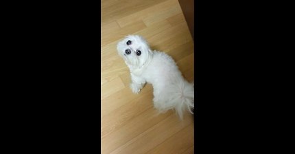 오빠와자고싶은강아지(짱귀주의) | 인스티즈