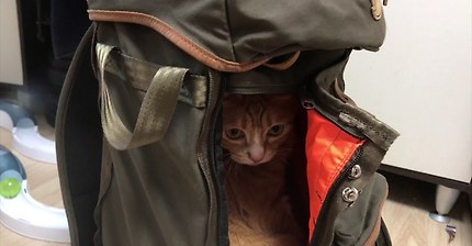 고양이가 가방을 점령했습니다.avi | 인스티즈