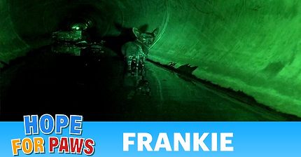 [감동] 친구가된 쓰레기장위의 백구와 하수구속의 작은강아지의 감동실화 | 인스티즈