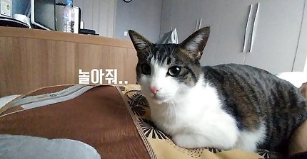 집사가... 언제 빡친다고 생각하나? | 인스티즈