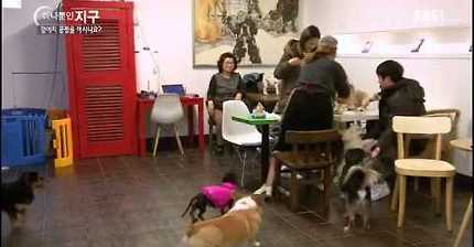 EBS 강아지 공장을 아시나요? / 강아지 공장에 갑니다 | 인스티즈