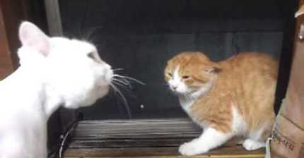 2017년 가기전에 말하는고양이 오징어사와 ㅋㅋㅋㅋㅋㅋㅋㅋ | 인스티즈