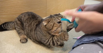 나만고양이없어ㅠ | 인스티즈