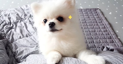 귀에 바람 불었더니 하지말라고 찡찡거리는 댕댕이 | 인스티즈