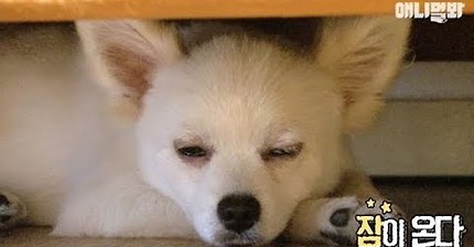 졸릴 때 건들면 열받는 강아지 | 인스티즈