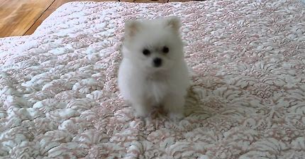 맘마준다는 소리에 대답하는 강아지 | 인스티즈