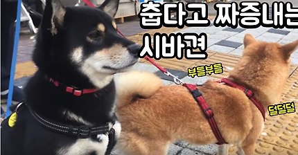 다들,,마음속에,,댕댕이 하나쯤은,,품고있잖아,,? 반려견 유튜브 추천 | 인스티즈