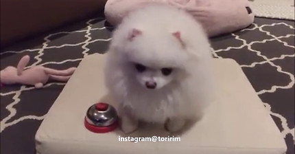 파블로프의 포메라니안 | 인스티즈