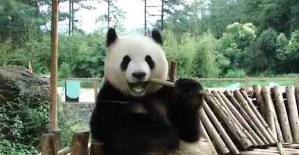 왠지 대나무가 먹고싶어지는 영상 | 인스티즈