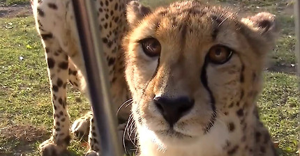 사람들이 잘 모르는 치타 울음소리 | 인스티즈