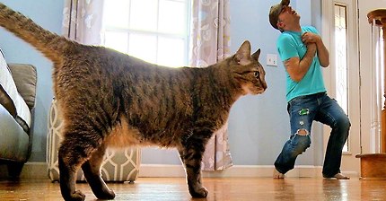 주인이 죽은 척 했을 때 고양이와 강아지의 반응 | 인스티즈