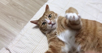 고양이와 행복하다면 야옹해 해보았습니다 | 인스티즈