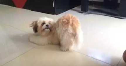 범블비야 니 엉덩이 어딨어?? | 인스티즈