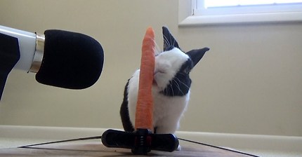 당근먹방 귀여운 앞니 | 인스티즈