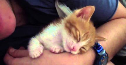 뽀뽀때문에 잠 못자는 고양이 | 인스티즈