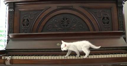 피아노 소리가 신기한 고양이