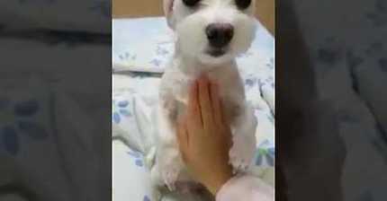 강아지랑 병원놀이 하기 | 인스티즈