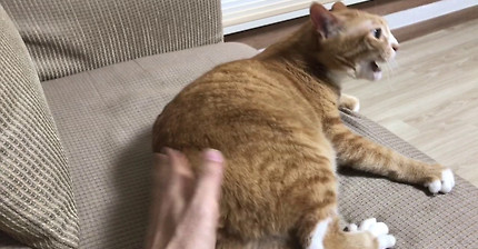 유쾌한 주인과 궁디팡팡이 싫은 고양이 | 인스티즈