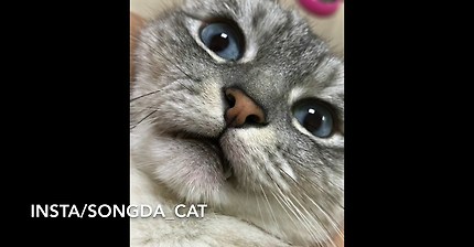 대답하는 장수 모음2