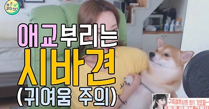 다들,,마음속에,,댕댕이 하나쯤은,,품고있잖아,,? 반려견 유튜브 추천 | 인스티즈