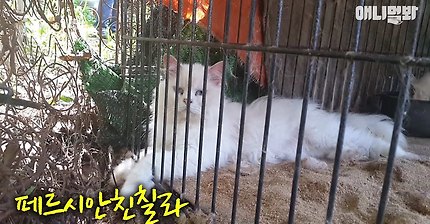 고양이 공장도 없애야됨 | 인스티즈