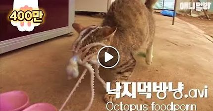 산낙지 먹는 고먐미 | 인스티즈