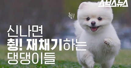 강아지가 신이 나면 재채기 하는 이유 | 인스티즈
