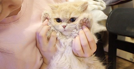 발털 한뭉탱이 밀어도 가만히있는 고양이(feat. 콩고물 인절미) | 인스티즈