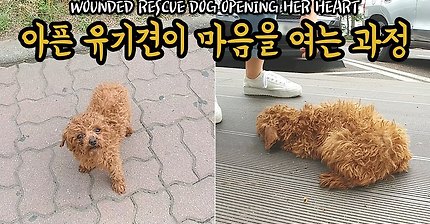 아픈 유기견이 마음을 여는과정 | 인스티즈