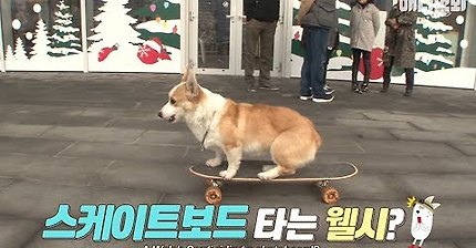 보드타는 댕댕이들 .youtube | 인스티즈