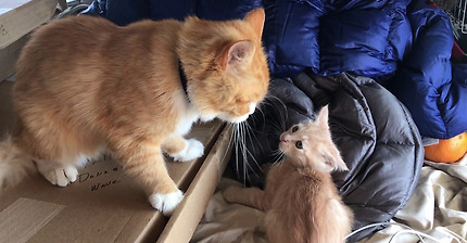 Dad cat beats up kitten and kisses mom at the end.
