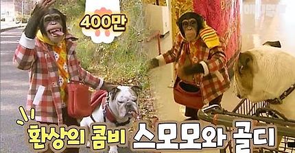 둘이서 마트가다 시트콤 한편 찍는 환상의 침팬지랑 불독 콤비 | 인스티즈