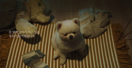 [눈물주의] 반려동물 반려인이라면 홀린듯 끝까지 보게 되는 유튜브 광고 | 인스티즈