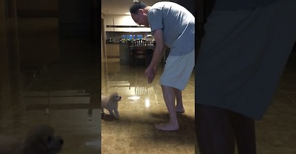 아버지는 강아지가 싫다고 하셨어 | 인스티즈