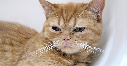 고양이 행복하다면 야옹해 모음 | 인스티즈