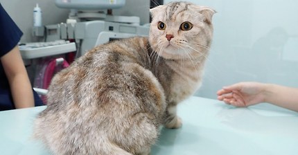 고양이 라온이 건강검진 받다. 그리고 가슴아픈 소식(스코티쉬폴드 유전병) | 인스티즈