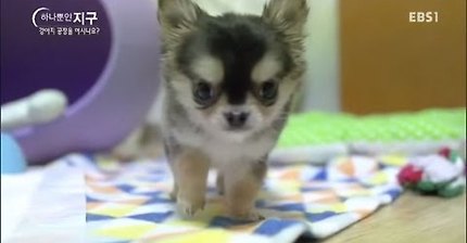 EBS 강아지 공장을 아시나요? / 강아지 공장에 갑니다 | 인스티즈